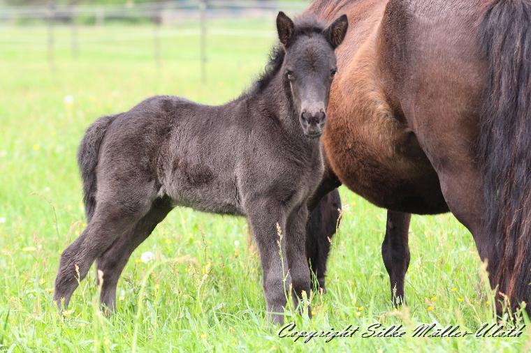 Orson b.JPG - Orson von Heidmoor 2 Wochen alt